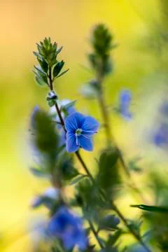 Wildflowers Stock Photos