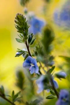 Wildflowers 스톡 사진