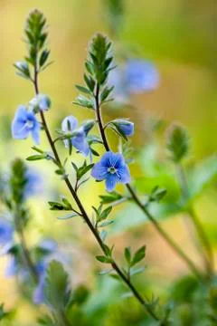 Wildflowers 스톡 사진