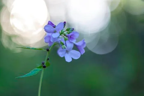 Wildflowers 스톡 사진