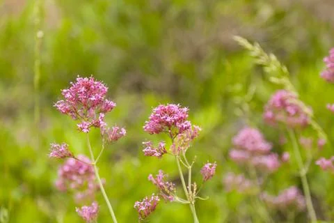 Wildflowers Stockfoto's