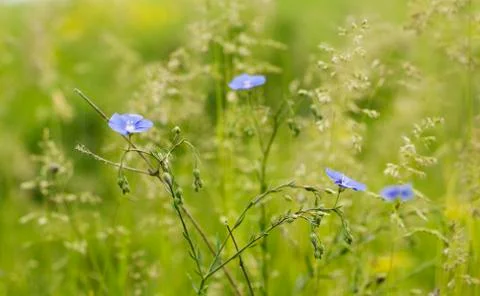 Wildflowers Foto stock