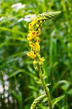 Wildflowers Stock Photos