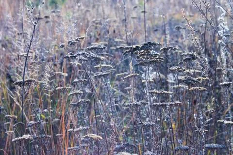 Wildflowers. 库存照片