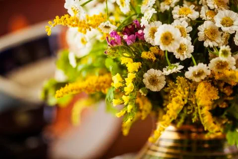 Wildflowers Stock Photos