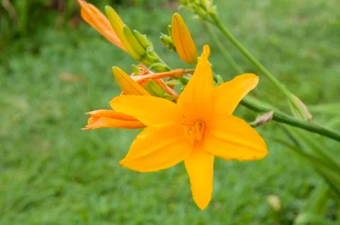 Wildflowers Stock Photos
