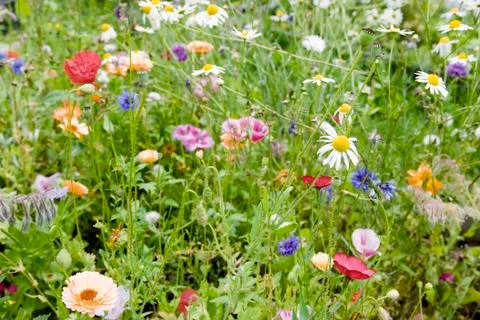 Wildflowers Stock Photos