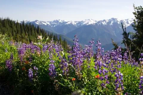 Wildflowers Stock Photos