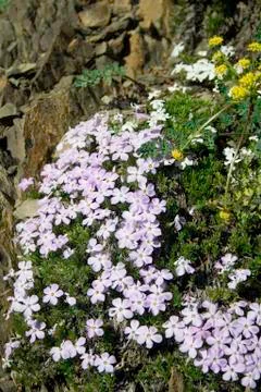 Wildflowers 스톡 사진