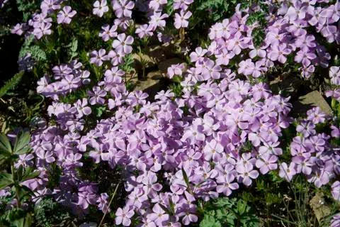 Wildflowers 스톡 사진