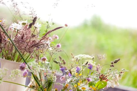 Wildflowers 写真素材