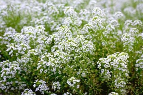 Wildflowers Foto stock