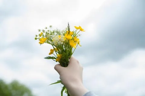 Wildflowers Stock Photos