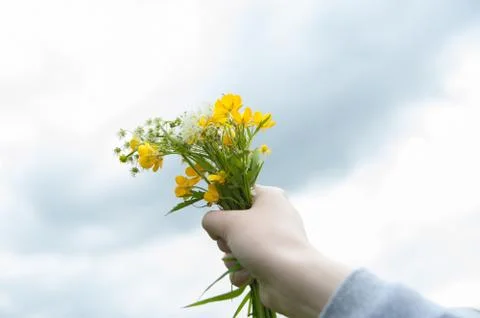Wildflowers Stock Photos