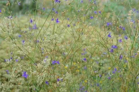 Wildflowers Stock Photos
