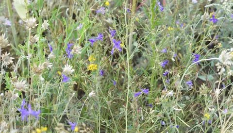 Wildflowers Stock Photos