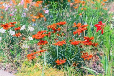 Wildflowers Foto stock