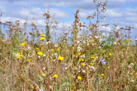 Wildflowers Stock Photos