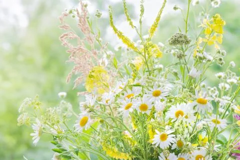 Wildflowers Stock Photos