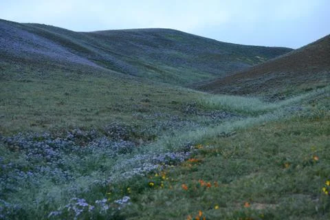 Wildflowers Stock Photos