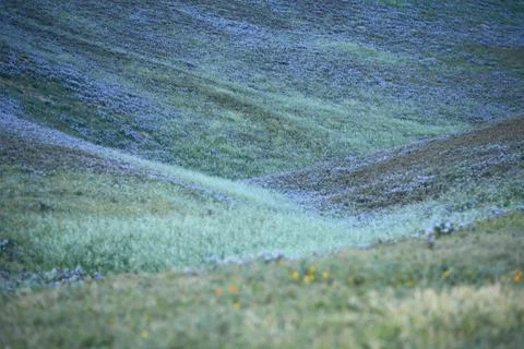 Wildflowers Stock Photos
