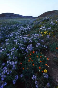 Wildflowers Stock Photos