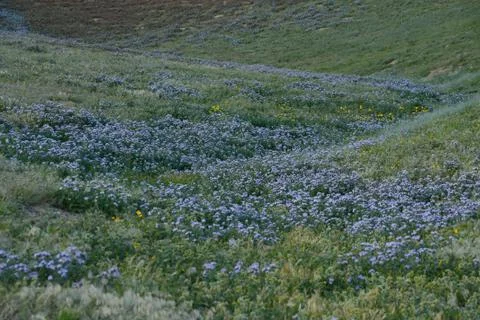 Wildflowers Stock Photos