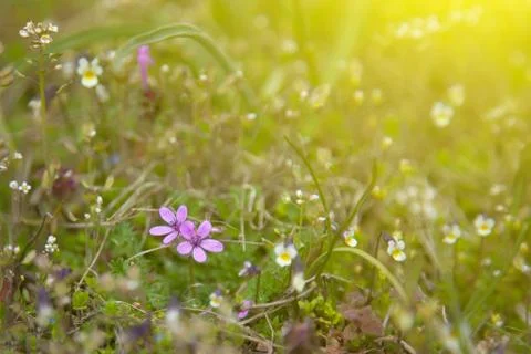 Wildflowers Stock Photos