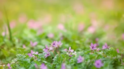 Wildflowers Stock Photos