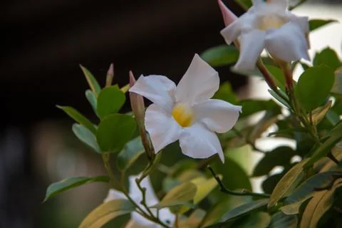 Wildflowers Foto stock