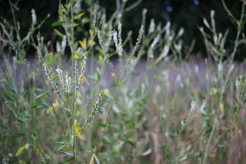 Wildflowers 스톡 사진