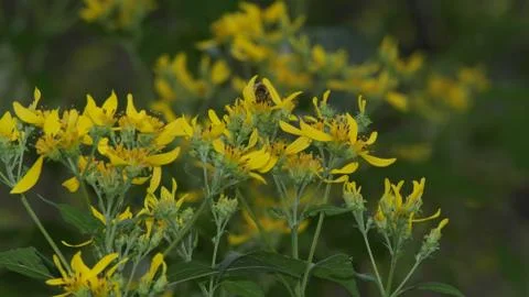 Wildflowers Foto stock