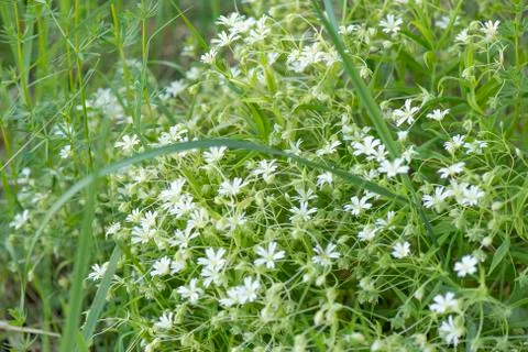 Wildflowers Stock Photos
