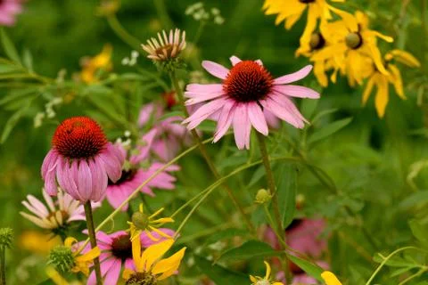 Wildflowers Stock Photos