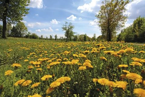 Wildflowers Stock Photos