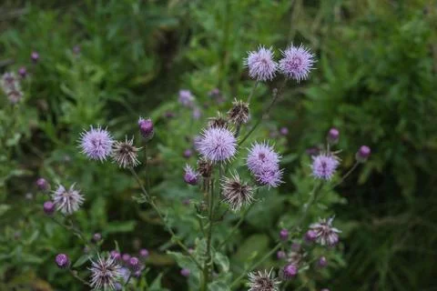 Wildflowers Stock Photos