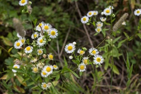 Wildflowers Stock Photos