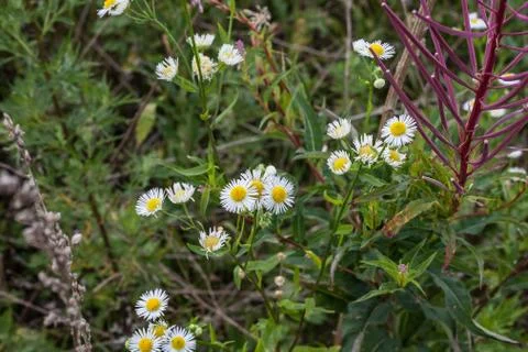 Wildflowers Stock Photos