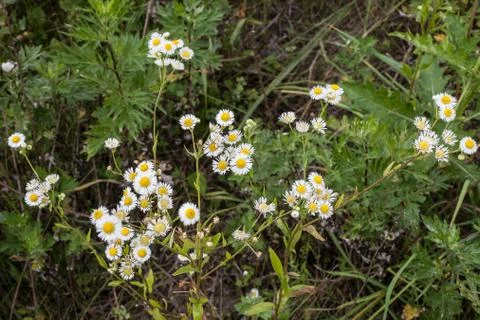 Wildflowers Stock Photos