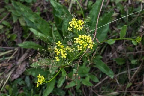 Wildflowers Stock Photos