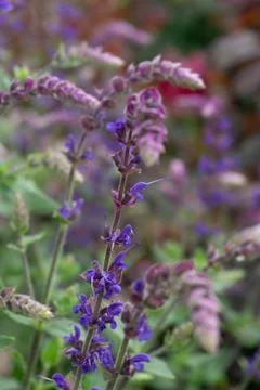 Wildflowers Stock Photos