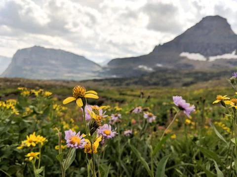 Wildflowers Stock Photos