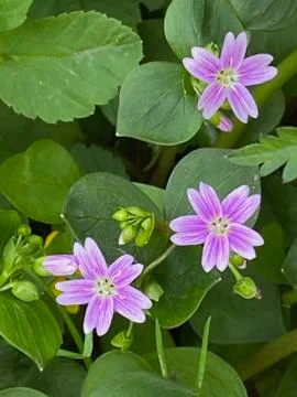 Wildflowers Foto stock