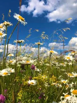 Wildflowers Stock Photos