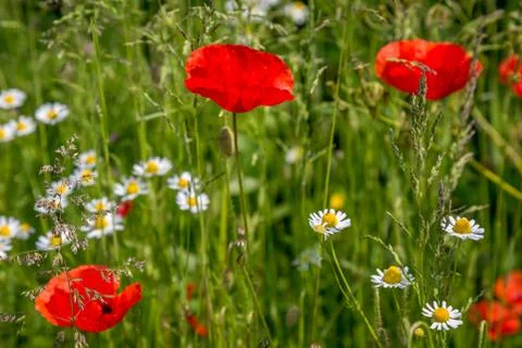 Wildflowers Stock Photos