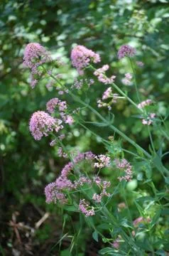 Wildflowers Stock Photos
