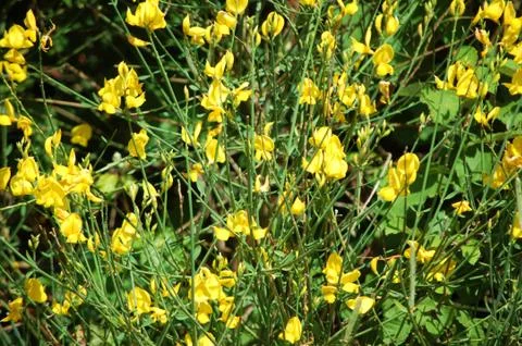 Wildflowers Foto stock