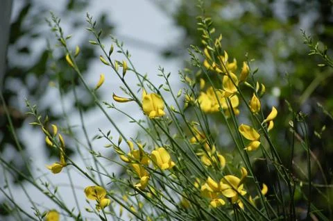 Wildflowers Foto stock