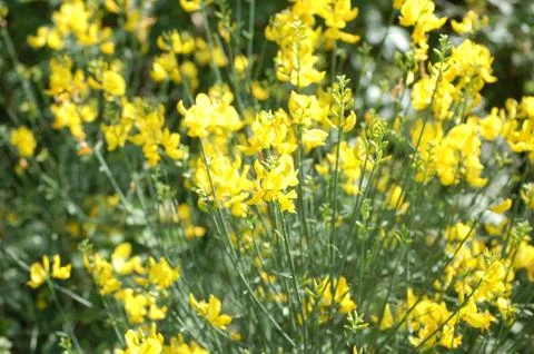 Wildflowers Stock Photos