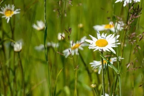 Wildflowers Stock Photos